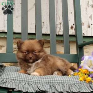 Brixton, Pomeranian Puppy